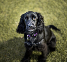 black puppy on grass