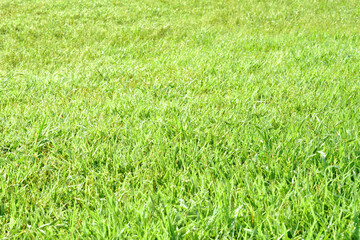 朝露が降りた緑の芝生のアップ 05