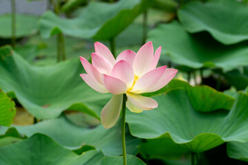 Fototapeta premium Lotus flower
