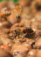 Honey bee drinks water