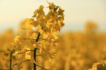 Rapeseed field in the rays of the spring sun