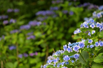 日本の紫陽花