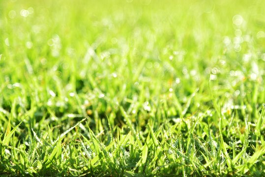 朝露が降りた緑の芝生のアップ 01