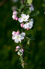 Branch of the flowering apple tree in the cloudy day, june Sainy-Petersburg, park, garden, closeup flowers