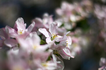 Flowering apple tree, branch with flowers, clowe up, in the green garden, june, Saint-Petersburg, Russia photoshoot with helious lens