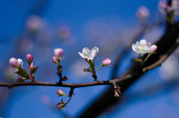 Apple tree branch flowering, blue sky, bokeh, blur, photoshoot with helios lens, summer garden, Saint-Petersburg, Russia