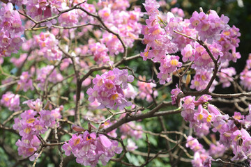 Sao Paulo spring flowers