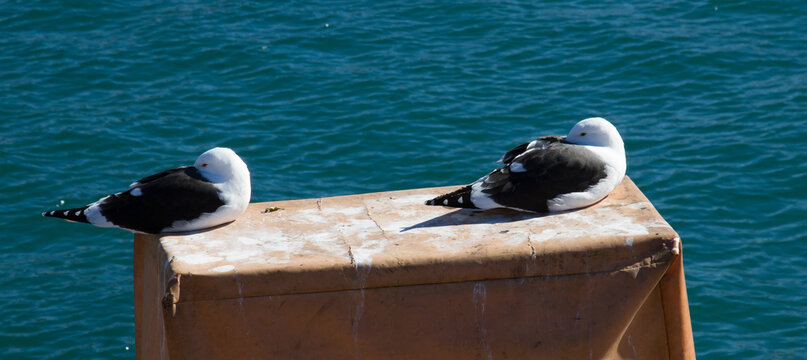 Kelp gulls resting on harbor wall, St Francis Bay, South Africa