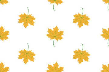 maple leaves on a white background. Seamless texture.