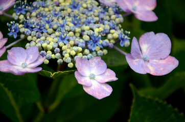 紫陽花