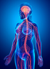 3d rendered medically accurate illustration of a young girl nervous system