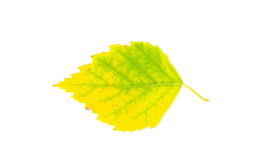 Yellow autumn birch tree leaf cut out on white background.