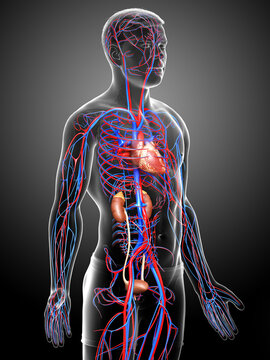 3d rendered, medically accurate illustration of the kidneys and circulatory system