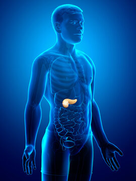 3d rendered, medically accurate illustration of a male pancreas