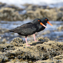 African Black Oystercatcher foraging on tyhe rocks at SuperTubes Jeffreys Bay South Africa