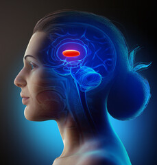 Obraz premium 3d rendered medically accurate illustration of a female brain anatomy-the lateral globus pallidus
