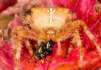 European garden spider, Araneus diadematus, eating a wasp.