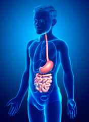 3d rendered, medically accurate illustration of a young boy stomach and small intestine