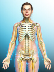 3d rendered medically accurate illustration ofa female nervous system and skeleton system