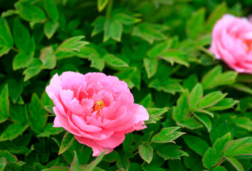 The pink peonies are in the garden