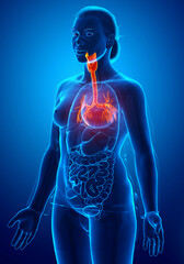 3D illustration of Larynx Trachea Bronchi Part of Respiratory System.