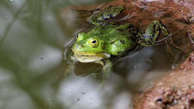 Pelophylax lessonae, green frog sitting in puddle.