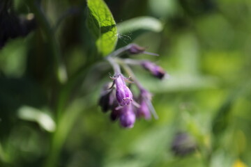 Small purple flowers closeup