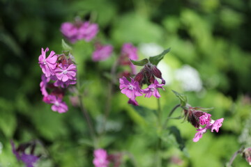 Close view of pink flowers bush