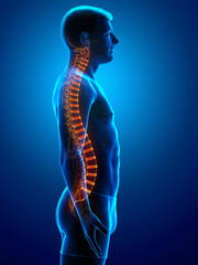 Backbone intervertebral disc anatomy