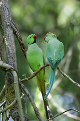 Green tropical parrots sittig on tree