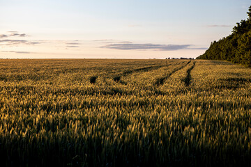 a field of rye at sunset. Natural background and texture
