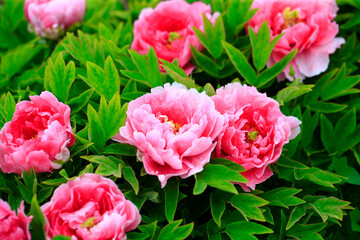 Fototapeta premium The pink peonies are in the garden
