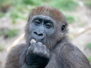 A young female gorilla eating fruit sitting on green grass