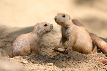 Black-tailed prairie dog (Cynomys ludovicianus), small rodent.
