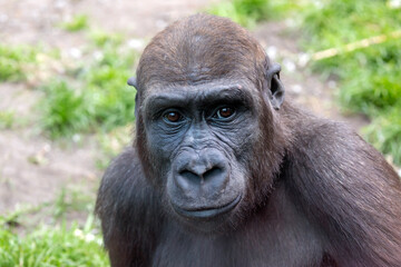 A young male gorilla closeup portrait, wild animal