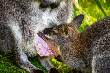 Macropus rufogriseus, close view of kangaroo family. © Edwin Butter
