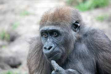 A young female gorilla closeup portrait, wild animal.