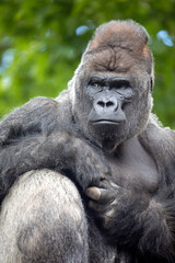 Silverback Gorilla male closeup portrait