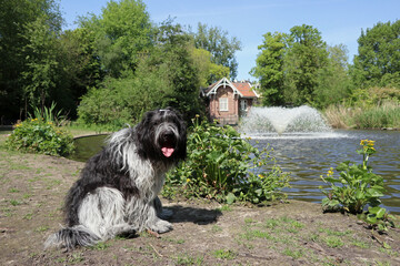 The Schapendoes or Dutch Sheepdog resting near pond.