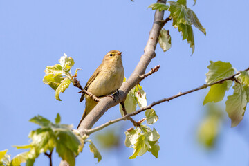 Cute bird perching on tree