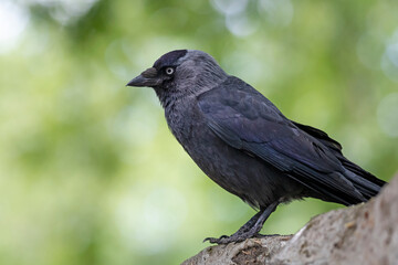 Small black bird sitting on tree