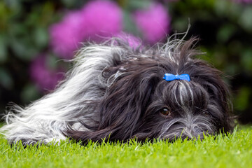 Schapendoes or Dutch Sheepdog, cute pet laying on green grass.