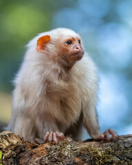 Mico argentatus, cute monkey sitting on mossy tree branch
