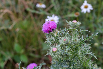Purple flower of a thistle in an urban garden
