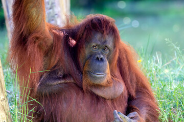 Pongo pygmaeus, big monkey sitting on meadow.