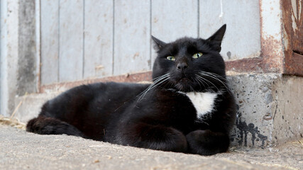 Cute black and white cat resting outdoors.