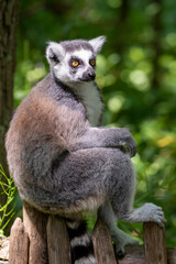 Lemur catta sitting on wooden fence