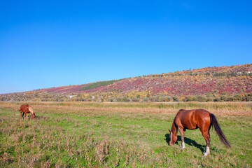 Domestic Horses Grazing at the meadow . Two foals at the pasture . Rustic Scenery with domestic animals 
