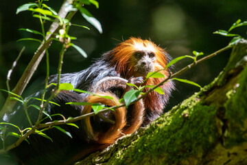 Golden-headed lion tamarin portrait with bright sunshine.