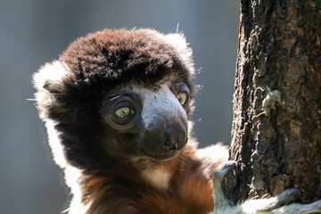 Propithecus coronatus, closeup view of monkey climbing on tree.